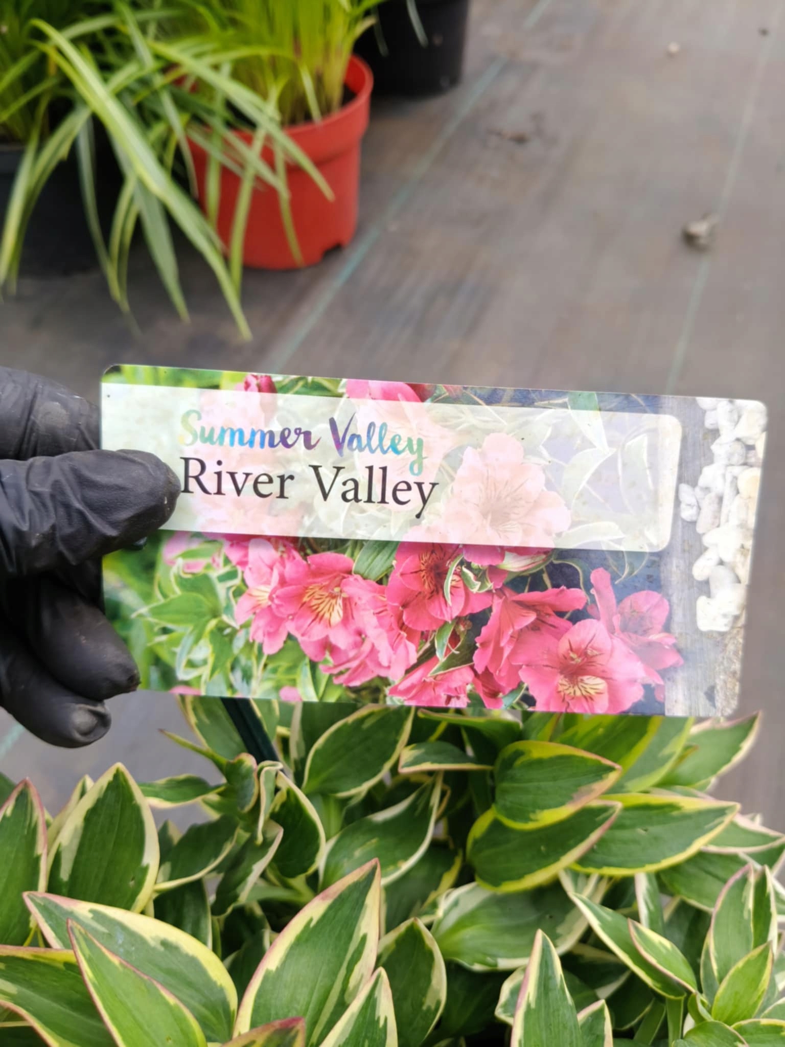 Alstroemeria-RIVER-VALLEY-Tessumriver-SADZONKA-3L-Rodzaj-rosliny-Inny