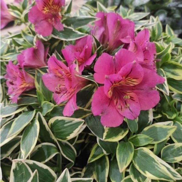 Alstroemeria-RIVER-VALLEY-Tessumriver-SADZONKA-3L