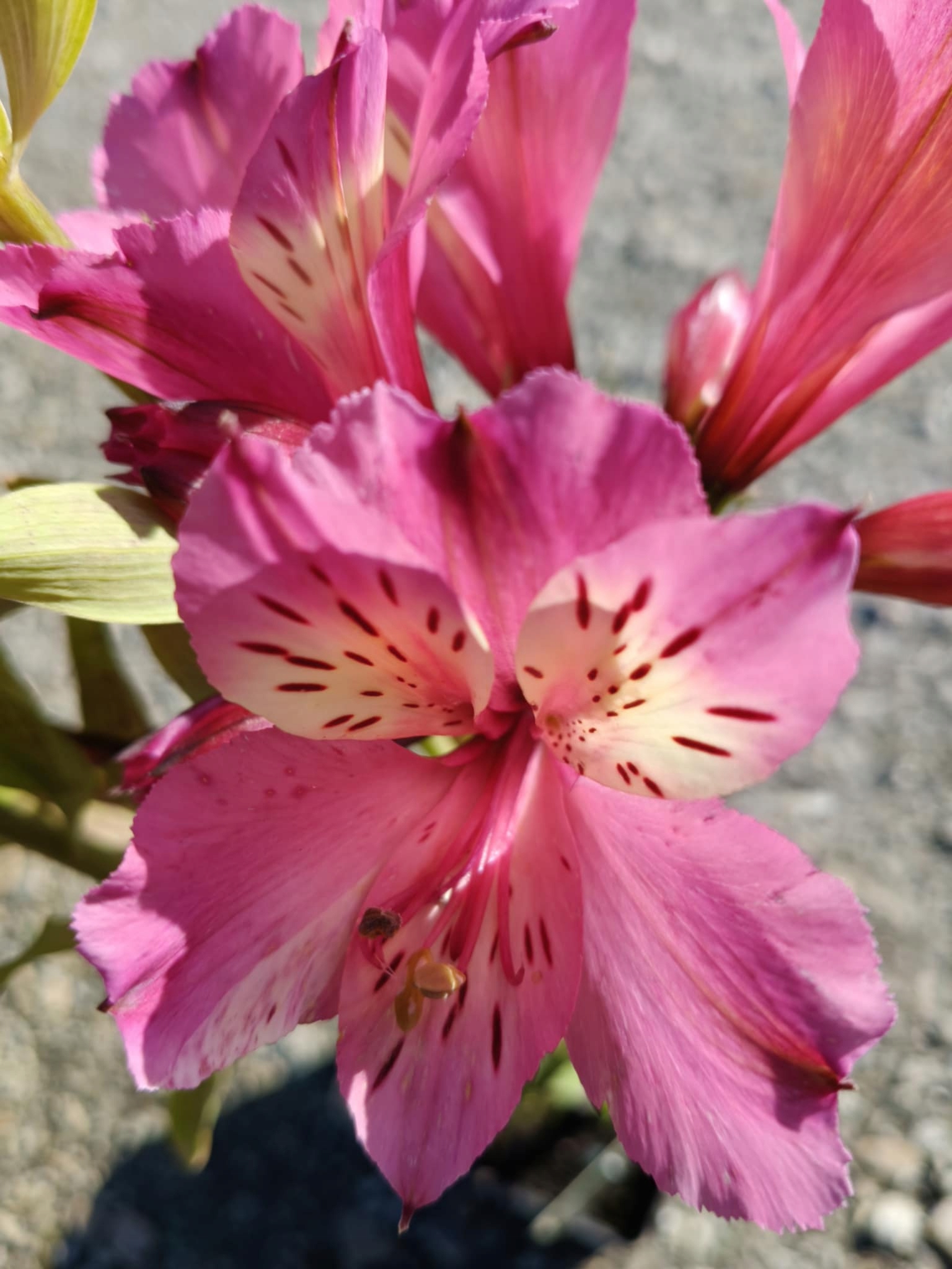 Alstroemeria-Summer-Paradise-Summer-Saint-SADZONKA-3L-Producent-nieznany-producent (1)