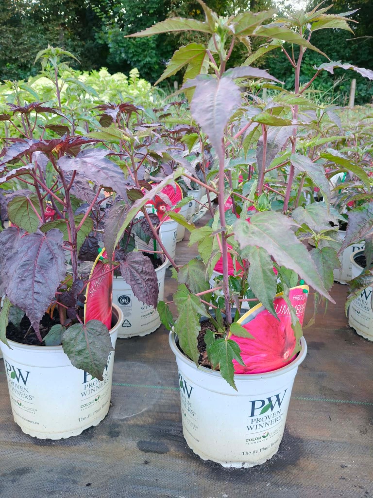 Hibiskus-bylinowy-CHERRY-CHOCO-LATTE-Sadzonka-5l-Nazwa-lacinska-inna