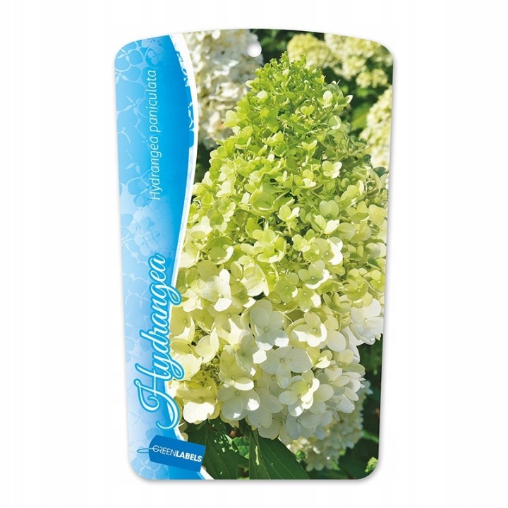 Hortensja-bukietowa-Hercules-Gigantyczne-sztywne-kwiaty-do-40cm-poj-3l