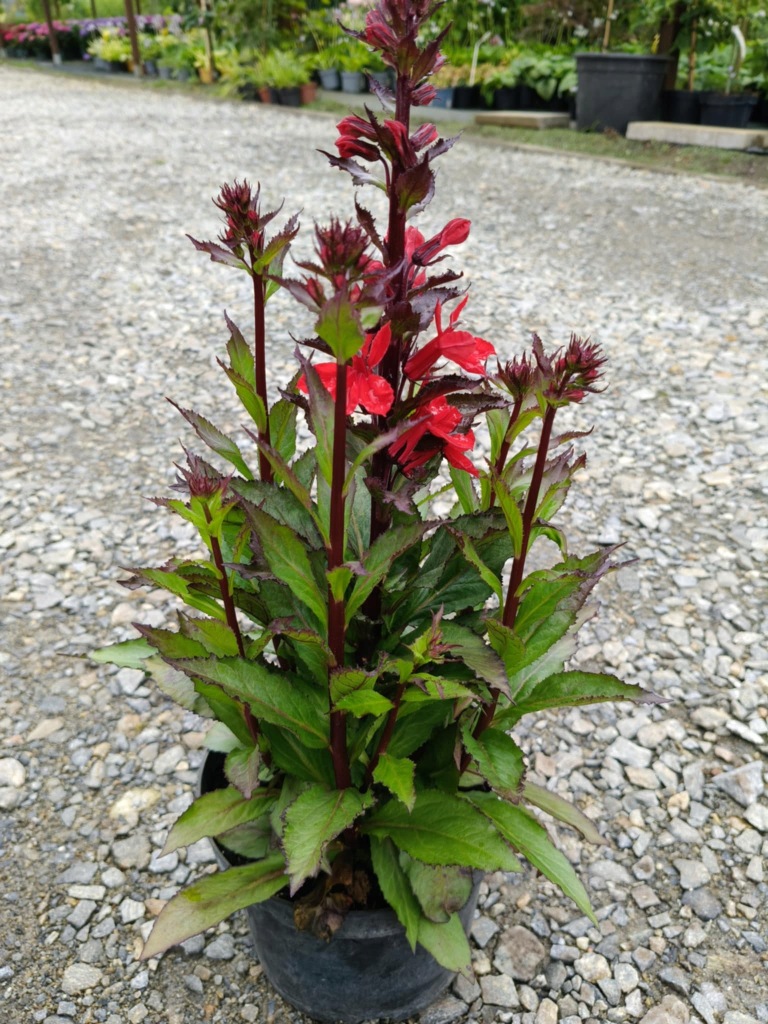 Lobelia-okazala-Starship-Scarlet-poj-2l-Rodzaj-rosliny-Inny