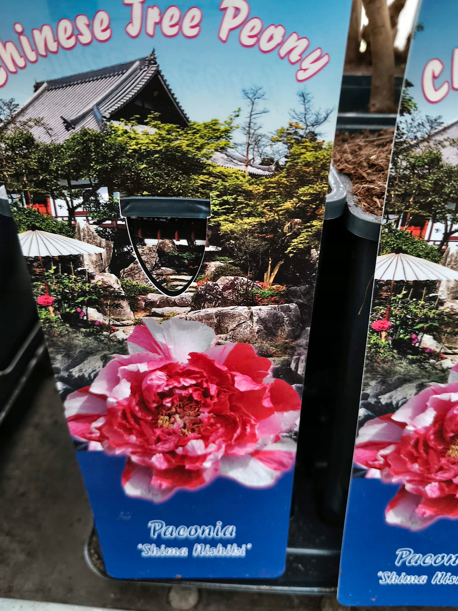 PIWONIA-DRZEWIASTA-PIEKNO-W-TWOIM-OGRODZIE-DUZE-SADZONKI-2L (1)