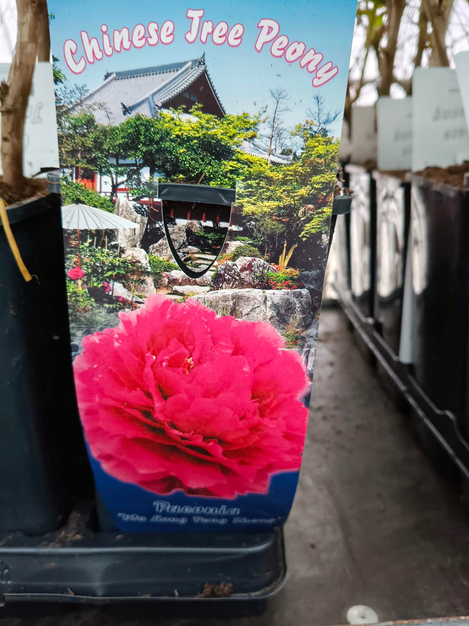 PIWONIA-DRZEWIASTA-PIEKNO-W-TWOIM-OGRODZIE-DUZE-SADZONKI-2L (3)