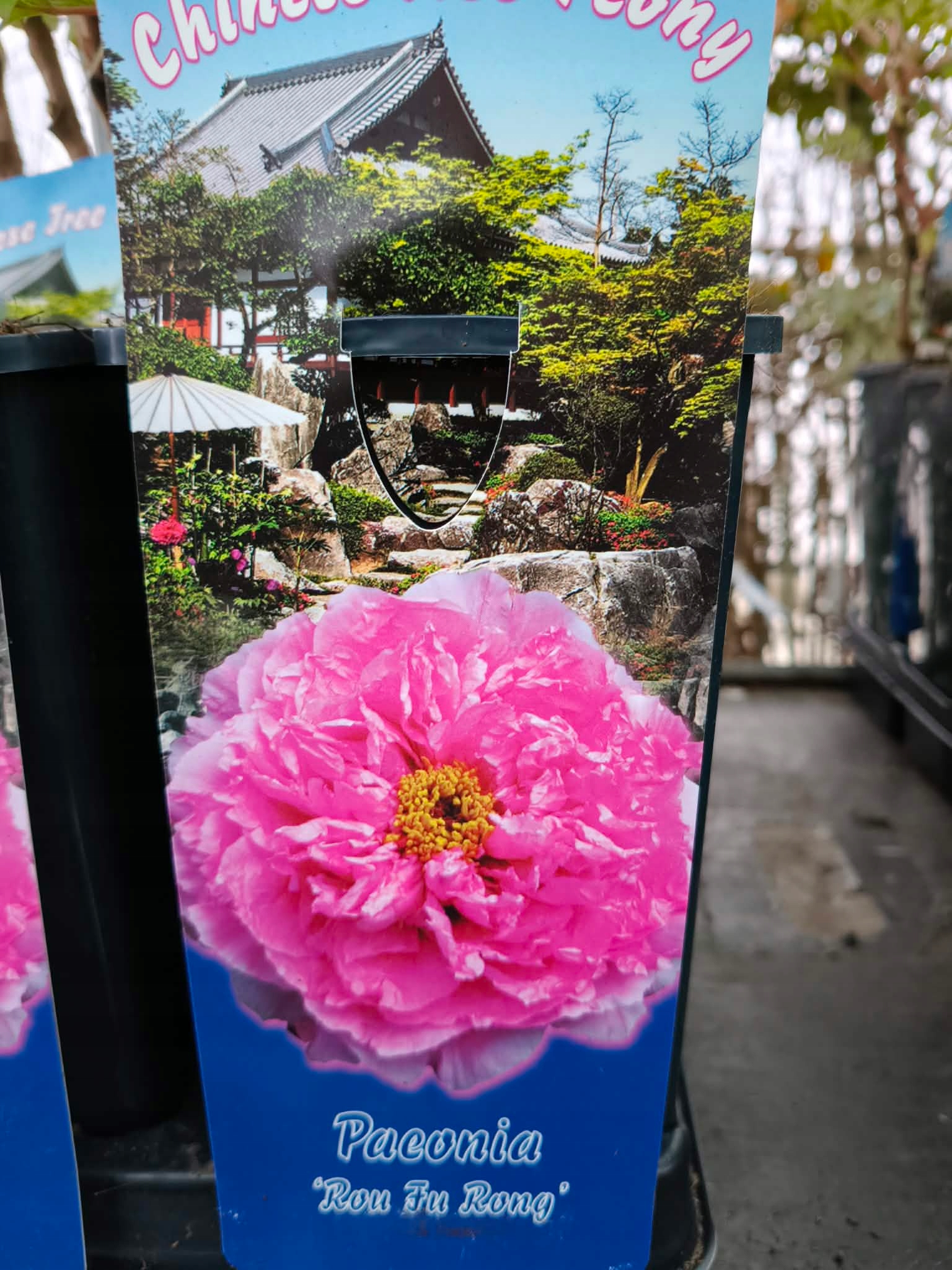 PIWONIA-DRZEWIASTA-PIEKNO-W-TWOIM-OGRODZIE-DUZE-SADZONKI-2L (4)