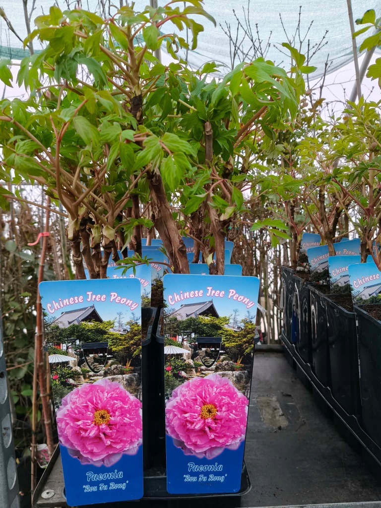 PIWONIA-DRZEWIASTA-PIEKNO-W-TWOIM-OGRODZIE-DUZE-SADZONKI-2L-Nazwa-lacinska-inna