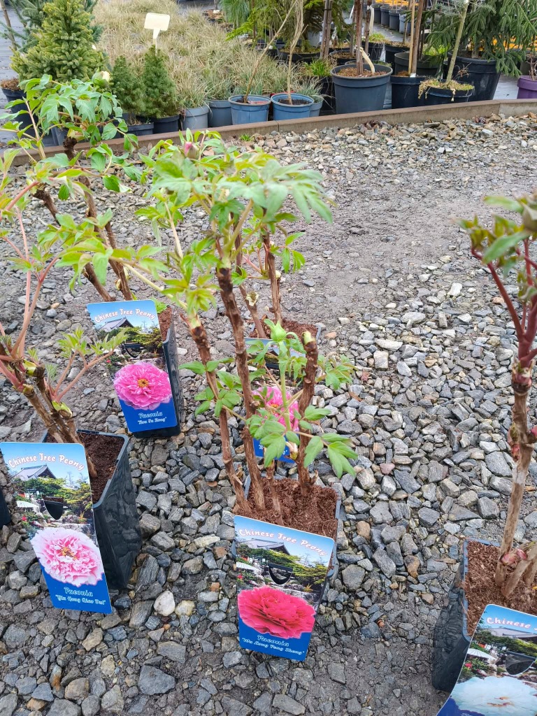 PIWONIA-DRZEWIASTA-PIEKNO-W-TWOIM-OGRODZIE-DUZE-SADZONKI-2L-Producent-nieznany-producent