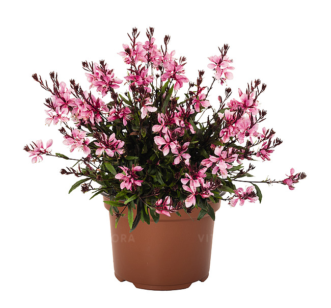 byliny-i-trawy_gaura_71397_1