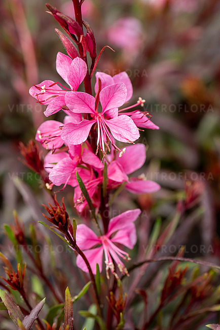 byliny-i-trawy_graceful_71397_1