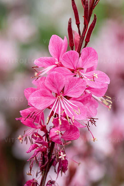 byliny-i-trawy_graceful_71397_2